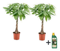 Strandkastanj - Set om 2 - Pachira aquatica - Höjd 60-70cm - ⌀17cm