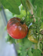 Bifftomat Noire De Crimée - Solanum lycopersicum Noire De Crimée