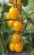 Körsbärstomat Golden Pearl - Solanum lycopersicum Golden Pearl F1