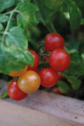 Kruktomat Veranda Red F1 - Solanum lycopersicum Veranda Red F1