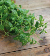 Myntaplantor