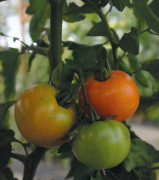 Bifftomat Orange Wellington F1 - Solanum lycopersicum Orange Wellington F1