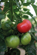 Bifftomat Rose Crush F1 - Solanum lycopersicum Rose Crush F1