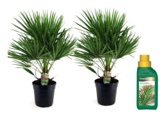 Europeiska Dvärgpalm - Set om 2 - Chamaerops humilis - Höjd 70-80cm - ⌀21cm