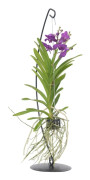 Vanda orkidé - Vanda 'Blue' - Höjd 45-55cm