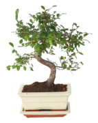Bonsaiträd S-formad - Zelkova serrata - Höjd 20-30cm - ⌀20cm