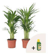 Guldpalm - Set om 2 - Dypsis lutescens - Höjd 60-70cm - ⌀17cm