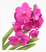 Vanda orkidé - Vanda 'Pink' - Höjd 45-55cm - ⌀12cm