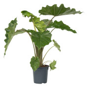 Elefantöra - Alocasia 'Portodora' - Höjd 80-90 cm - ⌀21cm