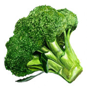 Broccoli Rasmus - Brassica oleracea var. Italica Rasmus
