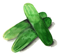 Frilandsgurka Tanja - Cucumis sativus Tanja