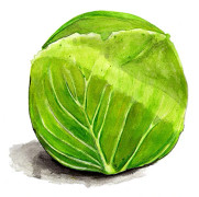 Vitkål Donator - Brassica oleracea Donator