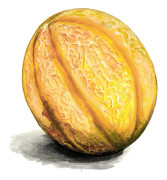 Nätmelon Sweet Granite - Cucumis melo Sweet Granite