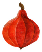 Squash, Vinter-, Akaguri Orange - Cucurbita maxima Akaguri Orange