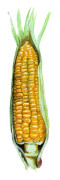 Majs, Socker-, Ashworth - Zea mays var. saccharata Ashworth