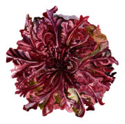 Sallat, Plock-, Red Salad Bowl - Lactuca sativa Red Salad Bowl