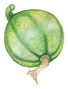 Sommarsquash Tondo Chiaro di Nizza - Cucurbita pepo Tondo Chiaro di Nizza