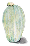 Squash, Vinter-, Yakima Marblehead - Cucurbita maxima Yakima Marblehead