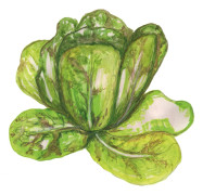 Sallat, Bind-, Forellenschluss - Lactuca sativa Forellenschluss