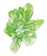 Sallat, Huvud-, Maikönig (May King) - Lactuca sativa var. capitata Maikönig