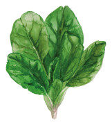Spenat, Winterriesen - Spinacia oleracea Winterriesen