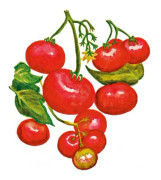Körsbärstomat Grekisk Balkong - Solanum lycopersicum Grekisk Balkong