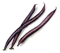 Purpurböna Purple Queen - Phaseolus vulgaris Purple Queen