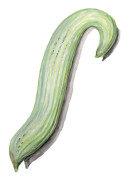 Armenisk Melongurka - Cucumis melo var. flexuosos