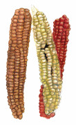Majs, Socker-, Magic Manna - Zea mays Magic Manna