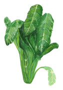 Mangold, Perpetual Spinach - Beta vulgaris Perpetual Spinach