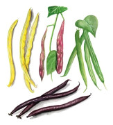 Buskböna Låg Mix - Phaseolus vulgaris Mix