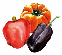 Paprika Mix - Capsicum annuum Mix