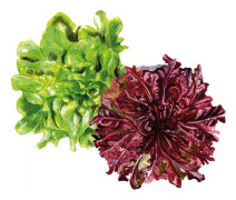 Sallat, Plock-, Salad Bowl Mix - Lactuca sativa Salad Bowl Mix