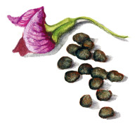 Ärt, Lantgrå-, Jämtländsk - Pisum sativum Jämtländsk
