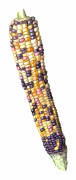 Majs, Socker-, Painted Hill - Zea mays Painted Hill