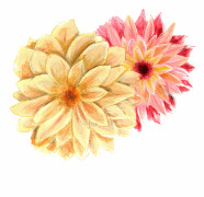 Dahlia, Sommar- - Dahlia x pinnata