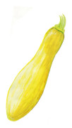 Squash, Yellow Straightneck - Cucurbita pepo Yellow Straightneck