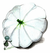 Sommarsquash Custard White - Cucurbita pepo Custard White