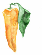 Spetspaprika Corno Giallo - Capsicum annuum Corno di Toro Giallo