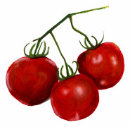Tomat Glacier - Solanum lycopersicum Glacier