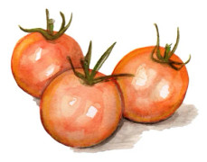 Körsbärstomat Goldiana - Solanum lycopersicum Goldiana