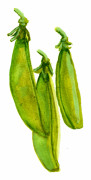 Brytsockerärt Sugar Ann - Pisum sativum Sugar Ann
