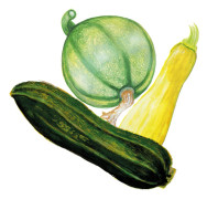 Sommarsquash Mix - Cucurbita pepo