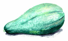 Squash, Vinter-, Blue Banana - Cucurbita maxima Blue Banana
