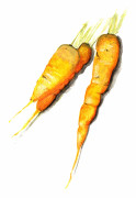 Morot Vinter Jaune de Doubs - Daucus carota sativus Jaune de Doubs