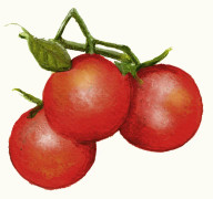 Tomat Matina - Solanum lycopersicum Matina