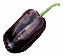 Paprika Sweet Chocolate - Capsicum annuum Sweet Chocolate