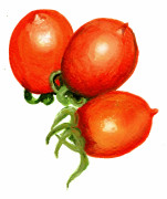Körsbärstomat Ruthje - Solanum lycopersicum Ruthje