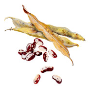 Störböna Neabel´s Ukranian - Phaseolus vulgaris Neabel´s Ukranian