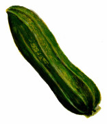 Sommarsquash Costata Romanesco - Cucurbita pepo Costata Romanesco